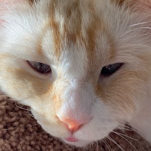 Meet your Posher, Sofia